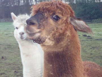 Alpacas